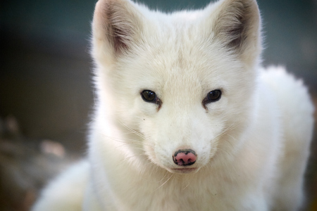 close up of arctic foxの写真素材