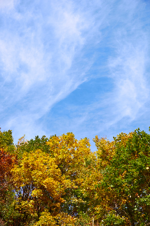 autumn treesの写真素材