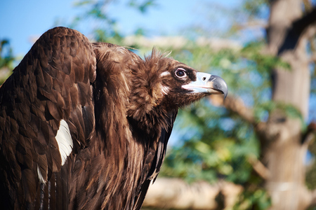 The eagle standingの写真素材