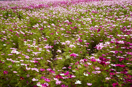 Flower Fieldの写真素材