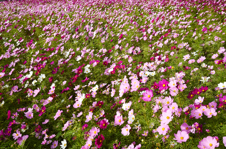 Flower Fieldの写真素材