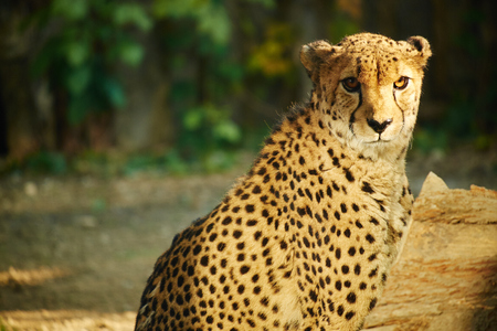 close up of cheetahの写真素材
