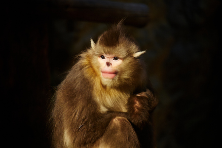 close up of golden monkeyの写真素材