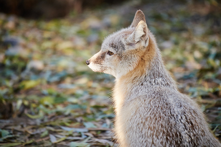 close up of corsac foxの写真素材