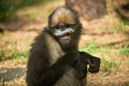 golden monkeyの写真素材