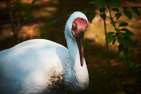 white craneの写真素材