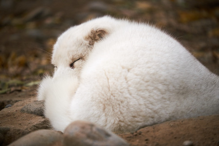 The sleeping arctic foxの写真素材