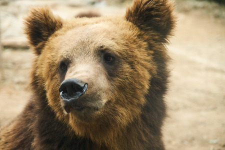 Brown Bearの写真素材