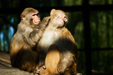 monkeyの写真素材