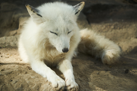 arctic foxの写真素材