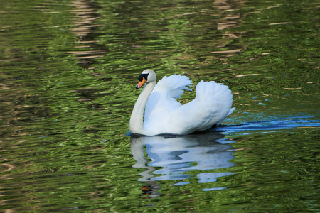 swan in the pondの写真素材