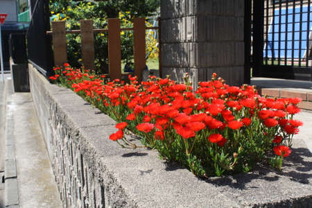 The flowers along the roads in Japan.の写真素材