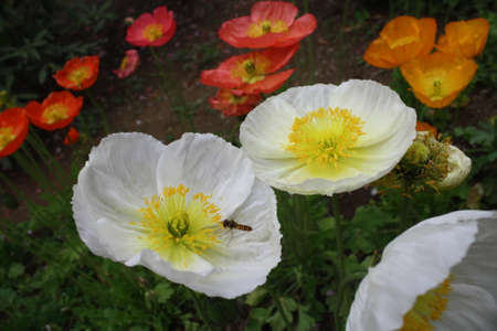 The insects are smelling flowers.の写真素材