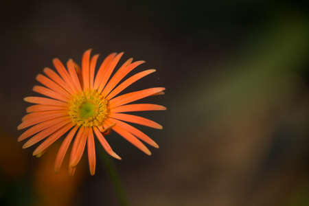 Orange African Daisy 