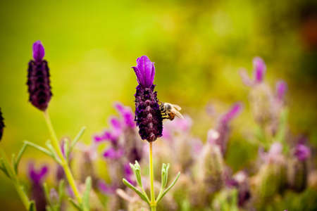 Lavender flower with Beeの写真素材