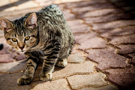 Botswana Catの写真素材