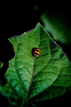 South African Lady bugの写真素材