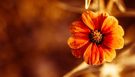 Red Flied flower の写真素材