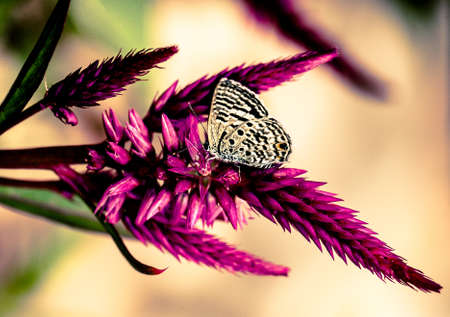 Butterfly and purple pink flowers の写真素材