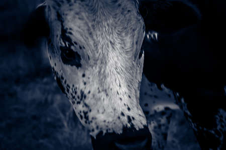 African cow nguni breed 