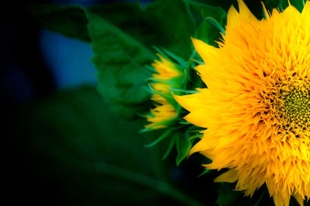 Sunflowerの写真素材