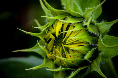 Sunflower opening 