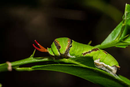 Worm の写真素材