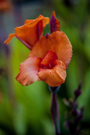 Arum Lily, orange