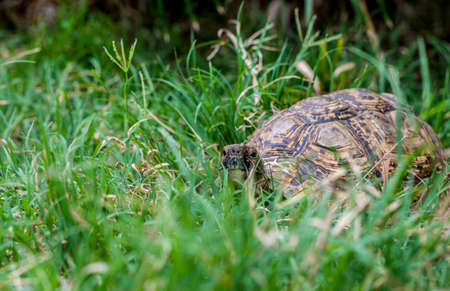 Tortoise, の写真素材