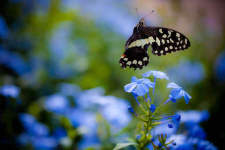 Broken wing butterfly の写真素材