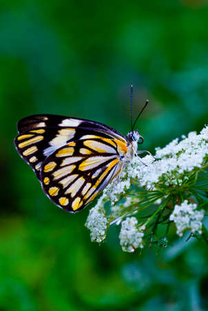 Butterfly on Flowerの写真素材