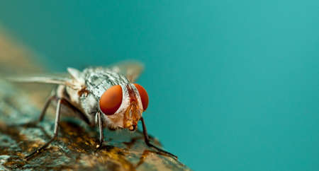 fly close upの写真素材