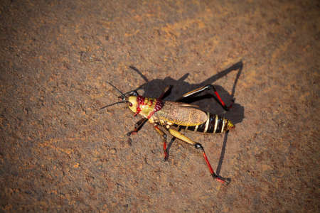 Large Locus African specie の写真素材