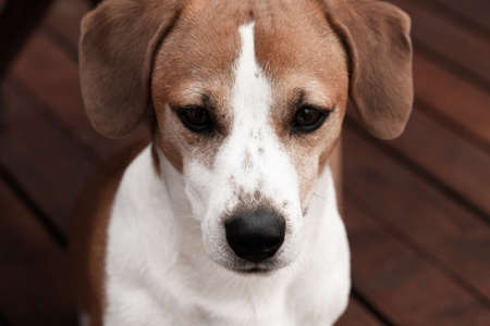 Jack Russel dog breed pet portrait の写真素材