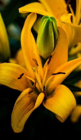Yellow Tiger Lily in Bloomの写真素材
