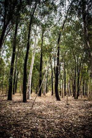 Blue gum tree forest 