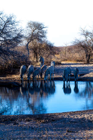 Zebras at watering hole の写真素材