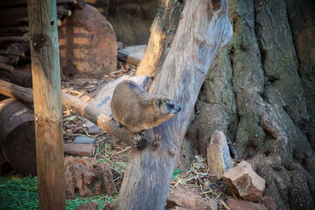Hyrax 