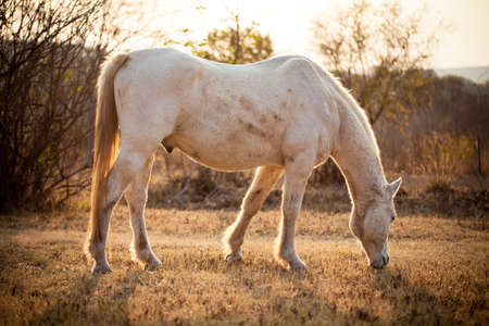 Horse at sundown grazing の写真素材