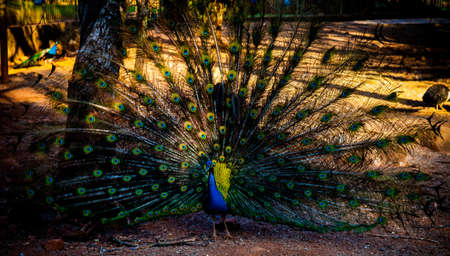 Peacock male in full flare feathersの写真素材