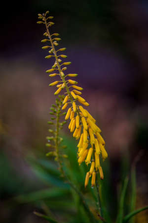 Yellow allow flowerの写真素材