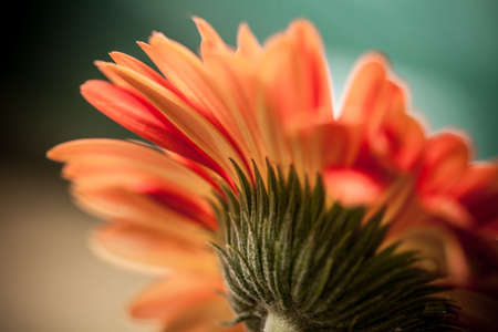 Gerbera Daisy Artistic の写真素材