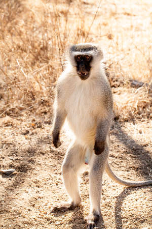 Vervet Male Monkey