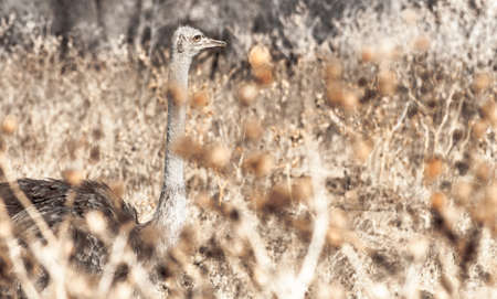 Ostrich fine arts contemporary art の写真素材