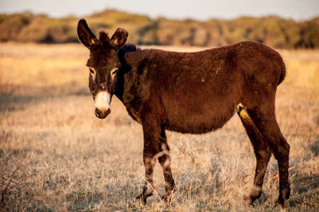 Donkey Botswanaの写真素材