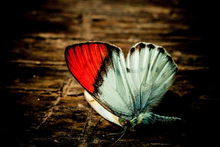 Butterfly red tip wingの写真素材