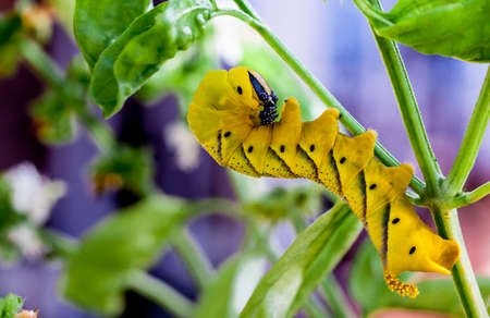 Death's Head Hawk Larvaeの写真素材