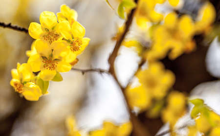 Mickey Mouse or Apricot tree flowers in bloomの写真素材