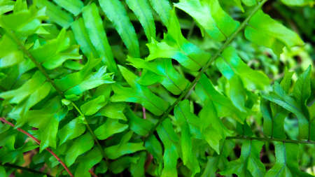Fern background