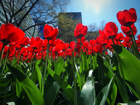 Red tulip field with city background and blue skyの写真素材